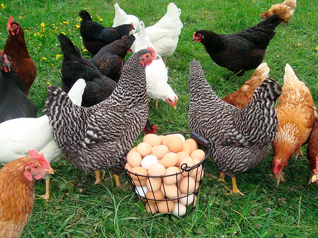 Содержание кур и уход за ними | ЗооТом - продажа, вязка и услуги для животных в Новоаганске