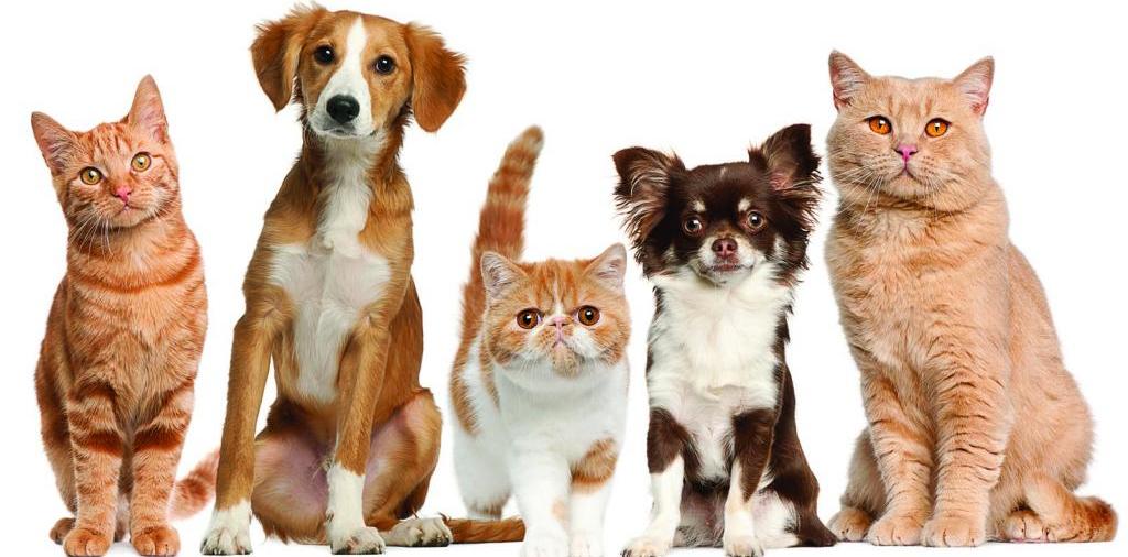 Доска объявлений о животных | ЗооТом - продажа, вязка и услуги для животных в Новоаганске