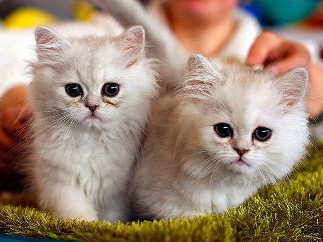 Породы кошек в Новоаганске | ЗооТом портал о животных