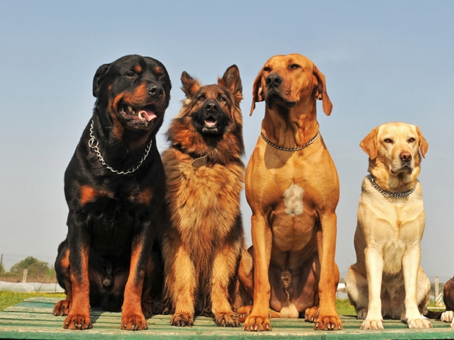 Крупные породы собак в Новоаганске | ЗооТом портал о животных