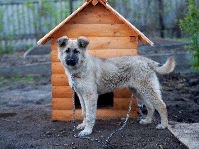Все о собаках в Новоаганске Все о собаках в Новоаганске